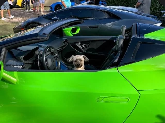 A rescue dog in the driver's seat of a green Lamborghini Huracán at a club show